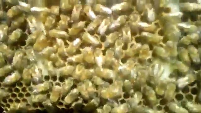 Выпуск матки обратно в семью в нижний корпус смотреть онлайн
