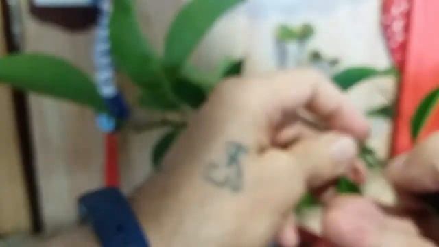 Прививка бонсай Bonsai Vaccination