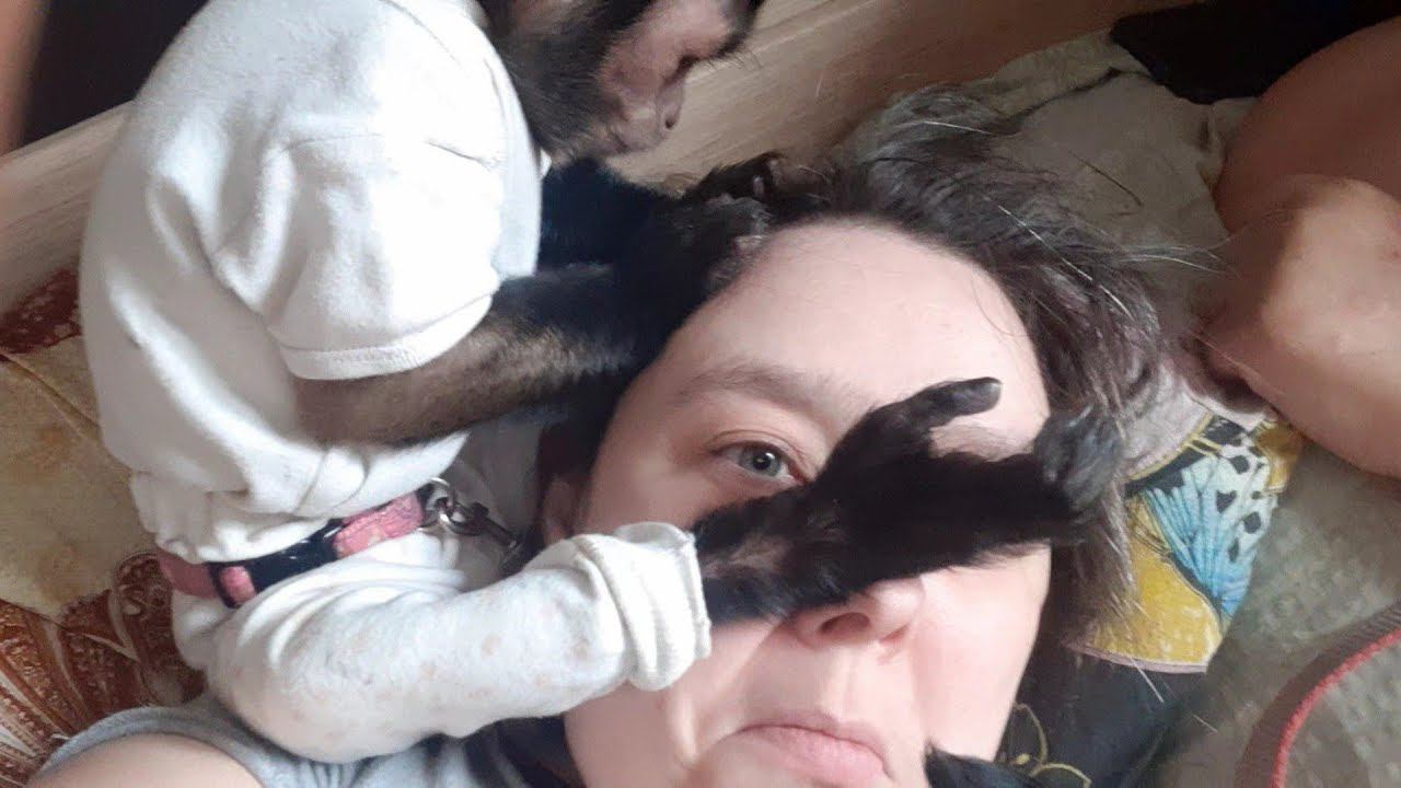 Драка с обезьяной#monkey #petmonkey #обезьяна #babymonkey