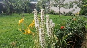 Лиатрис (Liatris) в нашем саду. Цветение 2023.