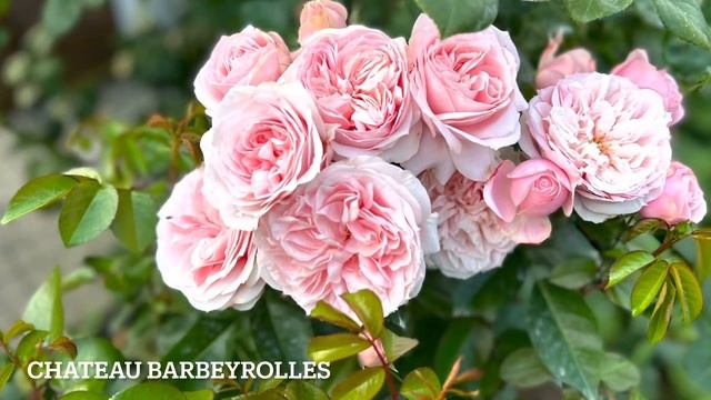 Работы в саду. Обзор опрыскивателя. смотреть онлайн