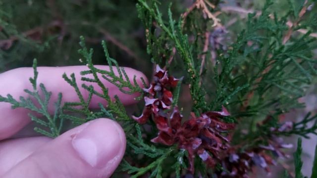 Семена кипариса. Когда собирать и как выглядят. смотреть онлайн