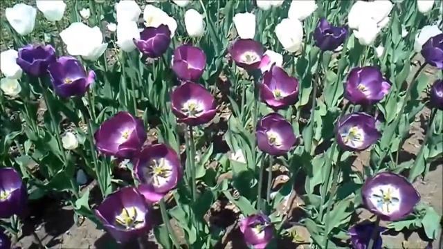 Тюльпаны фиолетовые символ верности смотреть онлайн