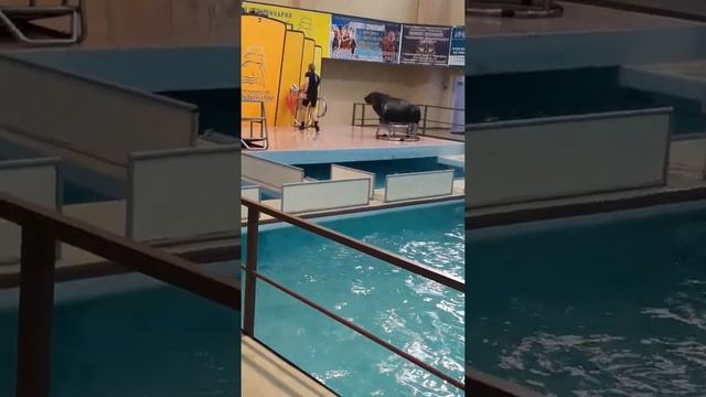 Смотреть обязательно. Шоу в дельфинарии Геленджика.Красавчик танцует брейк-данс. смотреть онлайн