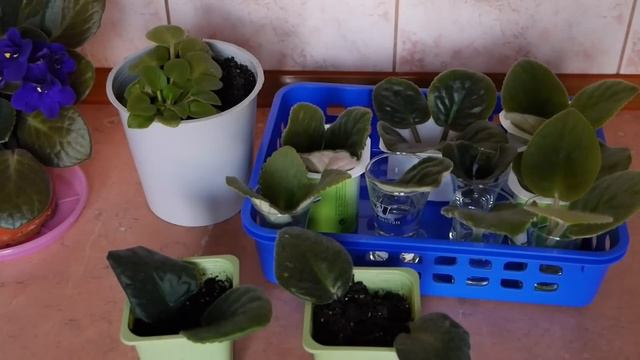 Пополнение фиалок )) смотреть онлайн