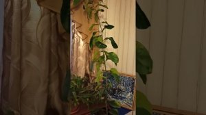 ПОМЕЛО из косточки