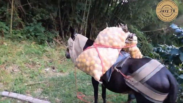 Ende que te fuites (El Compa Langus) смотреть онлайн