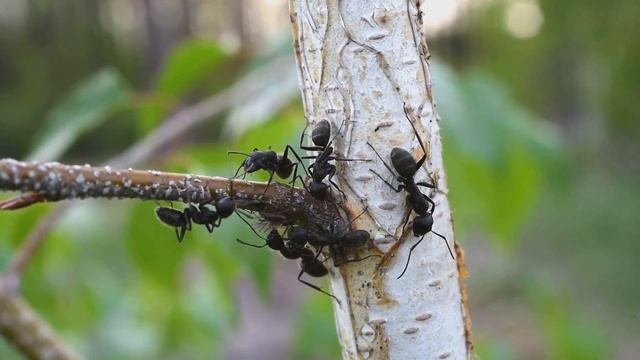 Черные муравьи-древоточцы у тли (или червецов?) смотреть онлайн