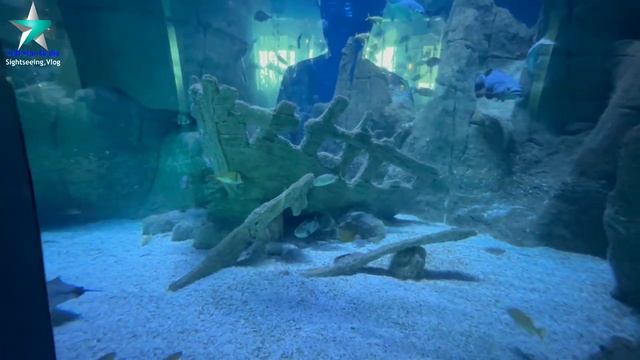 Istanbul Aquarium Florya 2022, Turkey Aqua Florya Part 2 смотреть онлайн