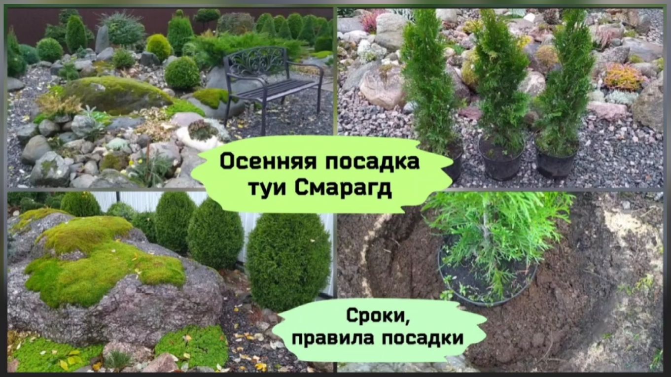 Осенняя посадка туи Смарагд.Сроки и правила посадки ( октябрь 2022 г.) смотреть онлайн