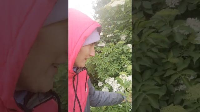 Цветет бузина смотреть онлайн