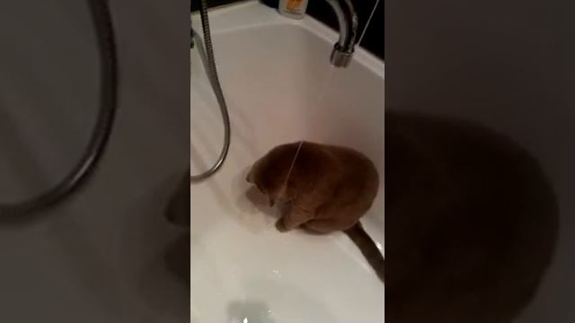 Кот Арчи играет с водичкой. смотреть онлайн