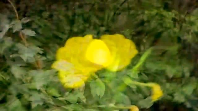 Lian Ross, Say You`ll Never (go Away), Demo Style