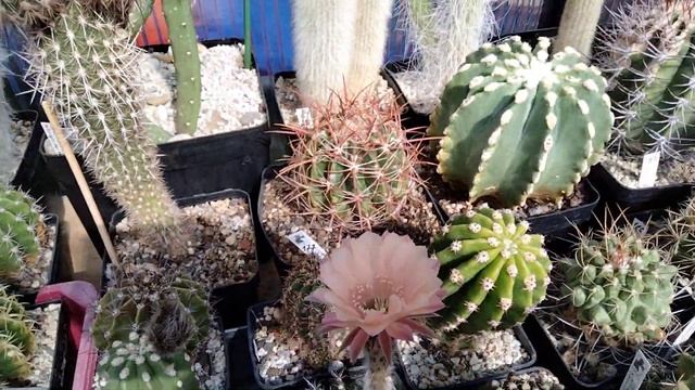 Кактусы.Эхинопсисы гибридные так шикарны,расцветки изумительны.Матукана.Лобивия. смотреть онлайн