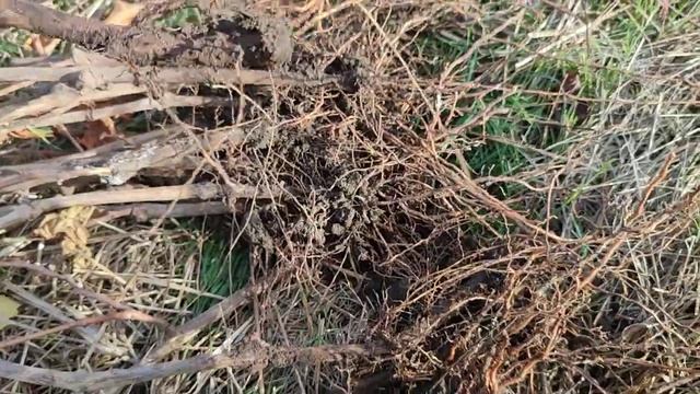 Результат укоренения корнесобственных саженцев. смотреть онлайн