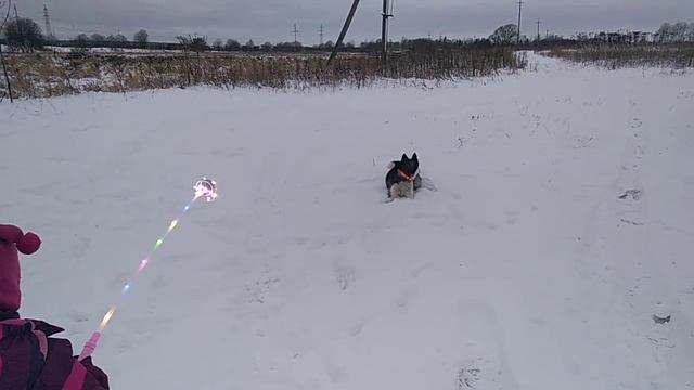 Как линяют хаски!!! +прогулка в сопровождении авто!!! Меги и Стелла (Арктика)!!! смотреть онлайн