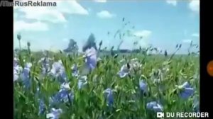 Шампунь Чистая Линия
