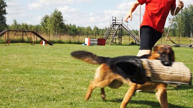 Немецкие овчарки. Тренировка. Авангард. Лето 2018 смотреть онлайн