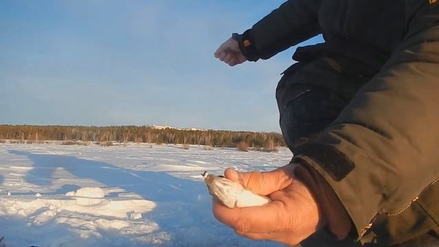 Осторожная плотва (чебак) соблазнилась "проводкой наоборот" смотреть онлайн