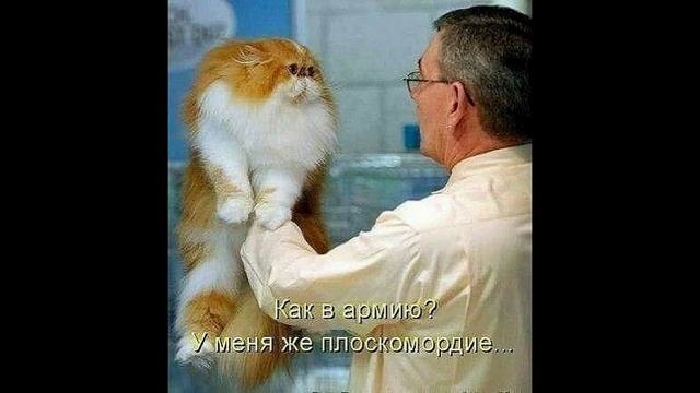 Как я вижу людей, помешанных на пирсинге. Прикольные картинки (16) 16.06.2016 смотреть онлайн