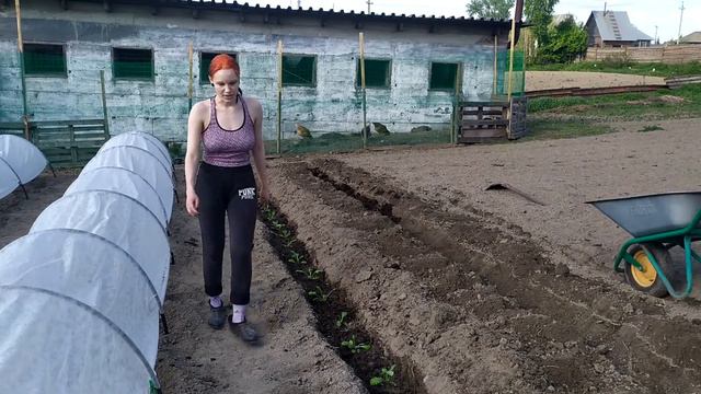#Посадка пекинской капусты и всех-всех-всех капуст# смотреть онлайн