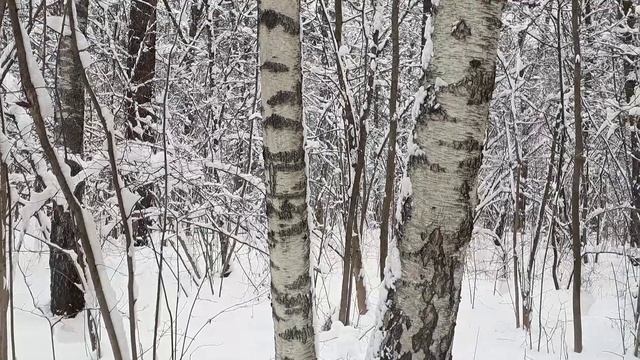 2022 Ботанический сад 3апреля смотреть онлайн