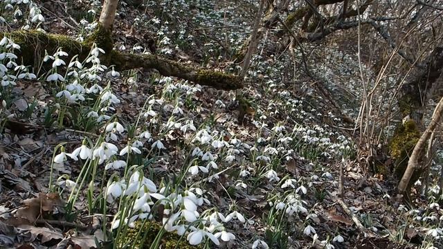 Весна, природы пробужденье... смотреть онлайн