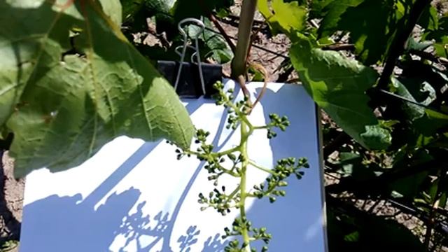 Применение активизатора цветения флорон перед цветением винограда . смотреть онлайн