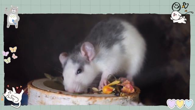 Fun watching live animals 🐕🐈🐤🐓🐑🐎🐄🐘🐇🐿🐏🐐🐫🐂🐃🐆 |Teaching animal names and sounds