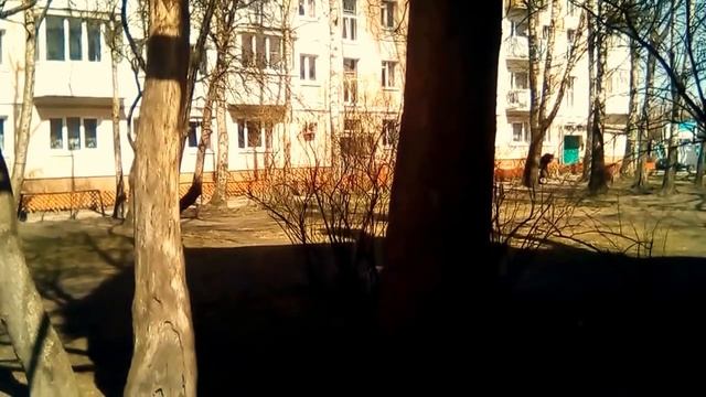 Собакен и дерево отражение от воды смотреть онлайн