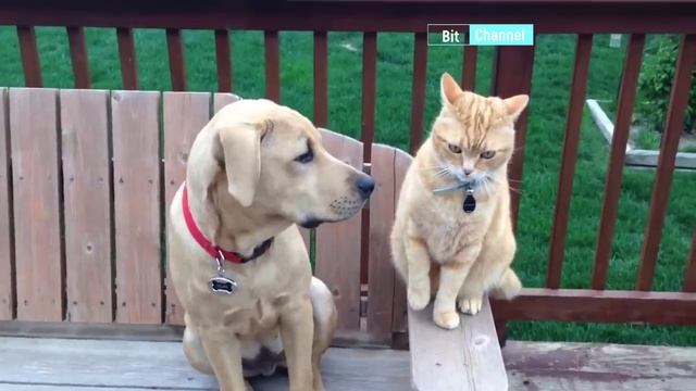 Смешное видео про животных. Топ приколов с животными. Funny animals 2023 смотреть онлайн