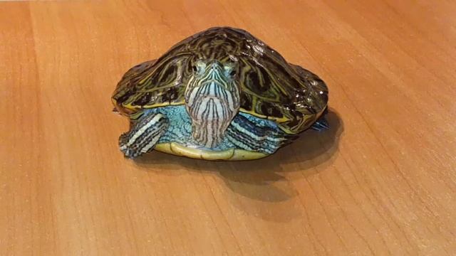 красноухая черепаха смотреть онлайн