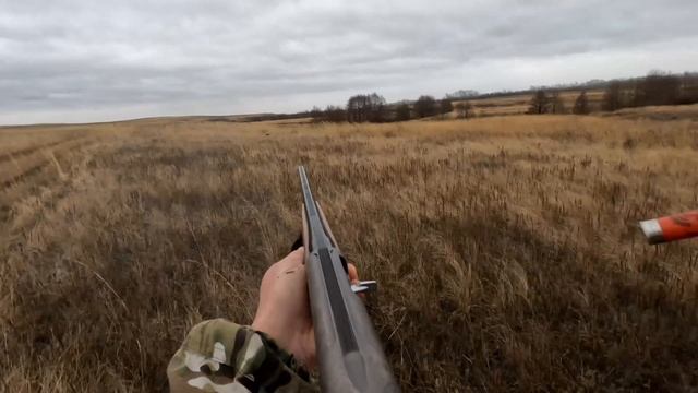Перепела в поле, охотимся. смотреть онлайн