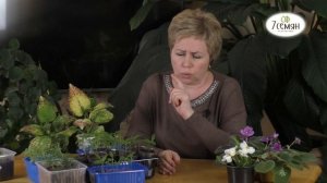 У РАССАДЫ БЕЛЕЮТ ЛИСТЬЯ! ЧТО ДЕЛАТЬ? | 7 семян