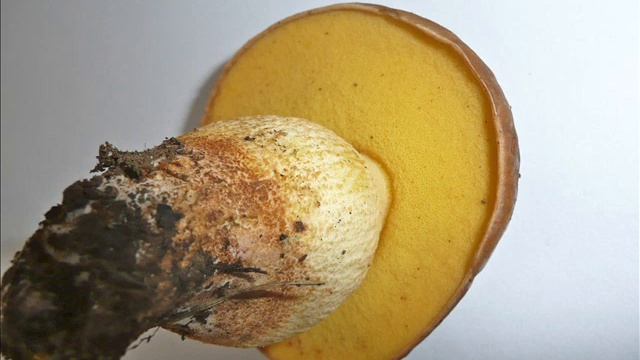 Hemileccinum Depilatum