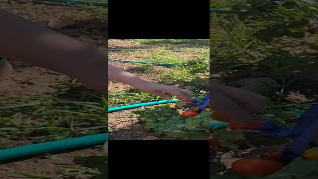 Приятного аппетита