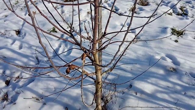 Препарат 30 в против щитовок цыкадок и др . смотреть онлайн