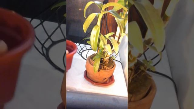 Dendrobium Phalaenopsis смотреть онлайн