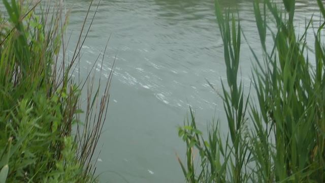 Ловля белого амура. Моя рыбалка №2. Июль 2017 г. смотреть онлайн