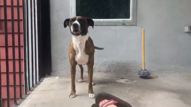 12 Adorable American Pitbull Terrier Mix Breed Dogs | Pitbull Mixes смотреть онлайн