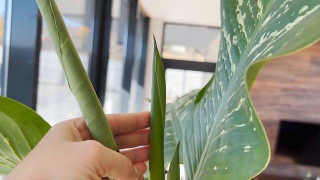 Сошла С УМА - диффенбахия ЦВЕТЕТ ВСЮ ОСЕНЬ! ВТОРОЙ РАЗ ПОДРЯД! Мои огромные ЯДОВИТЫЕ цветы! смотреть онлайн