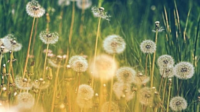 F. CHOPIN:Concerto no.2 op.21 - II Larghetto - Krystian ZIMERMAN смотреть онлайн