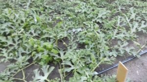 Арбузы начали болеть после дождей!