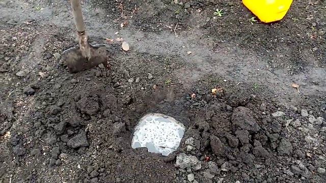 Посадка Ремонтантной Малины "ОРАНЖЕВОЕ ЧУДО". Очень Вкусный Сорт!!! 13.10.2021г. смотреть онлайн