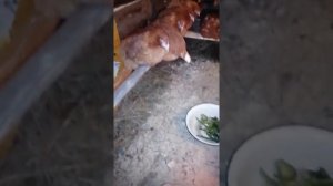 КУРЯТНИК НА 20 КУР СВОИМИ РУКАМИ ЗА 1 ДЕНЬ ИЗ ГОВНА И ПАЛОК.