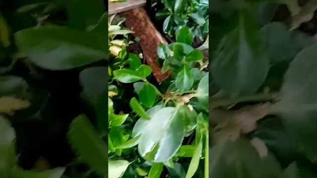 Многолетние кустарники #бересклет #размарин смотреть онлайн