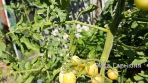 Чудо томат Абрикотин F1