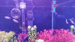 175й день с запуска аквариума. Как я победил Эдогониум?!