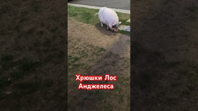 Кто собак выгуливает а кто - свинок. смотреть онлайн