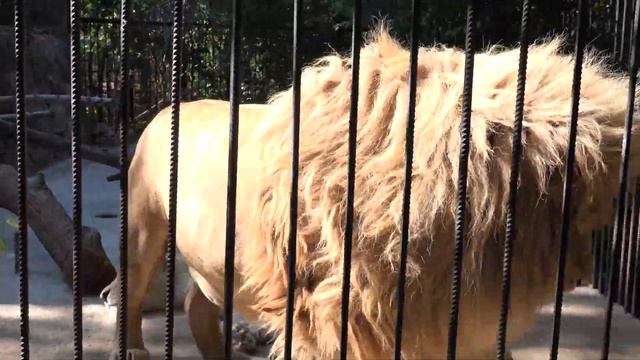 Сказочная пара белых львов! Зоопарк "Сказка". White lions in Crimea смотреть онлайн